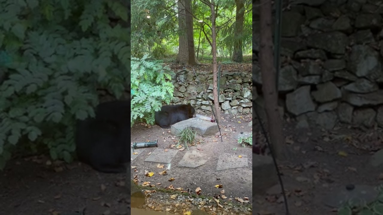 Princeton black bear loves birdfeeders