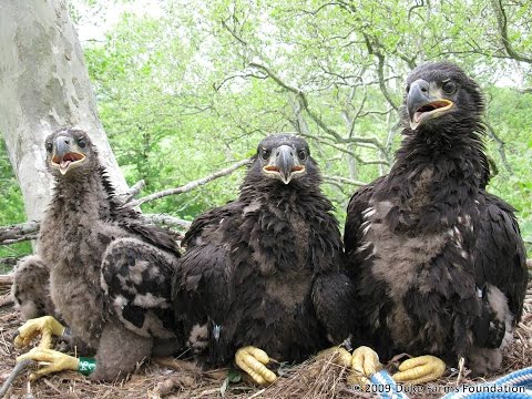 Duke Farms Eagle Cam