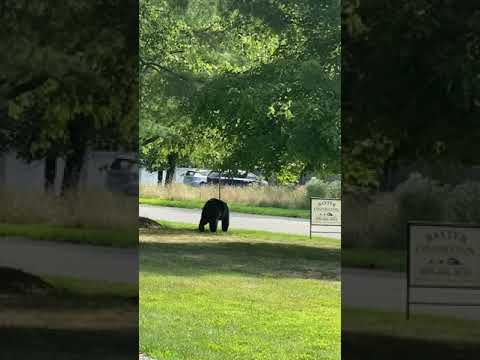 Black bear on Stetson Way in Princeton
