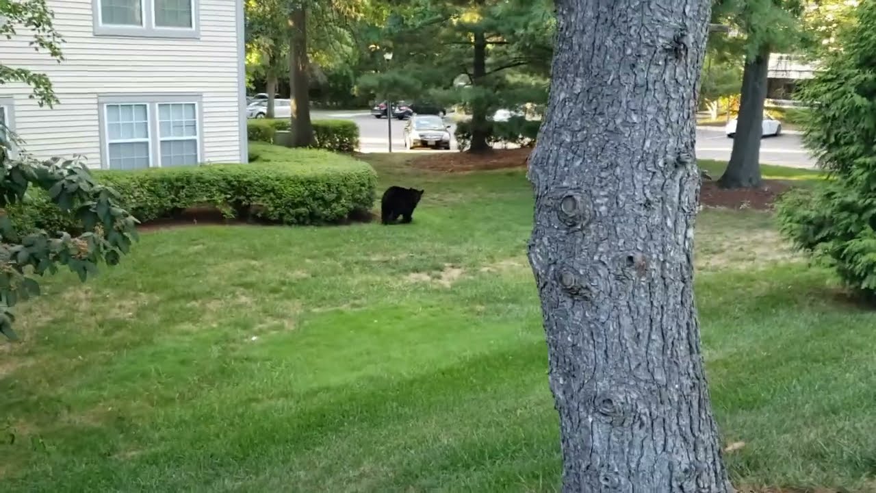Ran into a black bear on my evening jog