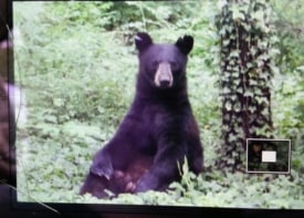 Black bear spotted this weekend in Lawrenceville