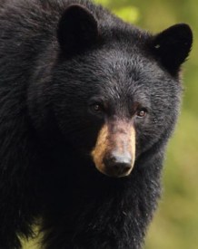 Black Bear Spotted in Princeton in Recent Days
