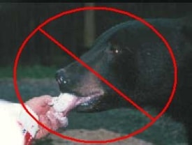 Small Black Bear Seen on Main Street in Lawrenceville Tuesday Morning