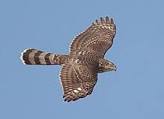 Cooper’s Hawk Visits Hinds Plaza
