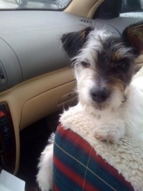 Have You Seen Nikki the Dog?
