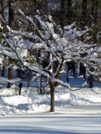 Princeton Today, Jan. 24: Sunshine, Closings, Community Works and More