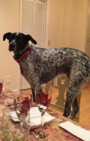 Rico the Dog Missing from Rosedale Road (Updated)