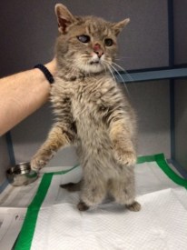 Cat Found on Mt. Lucas Road in Princeton