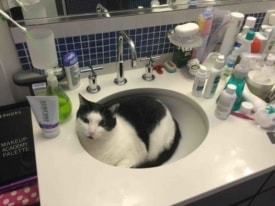 Lucky the Cat Missing from Princeton Home