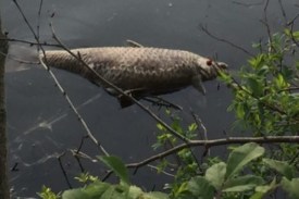 NJDEP: Lake Carnegie Fish Dying from Gill Disease