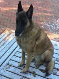 Lost in Princeton: Have You Seen Jake the Belgian Shepherd?