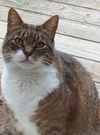Mittens the Cat Still Missing from Princeton