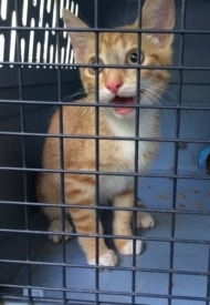 Kitten Found on Stuart Road in Princeton