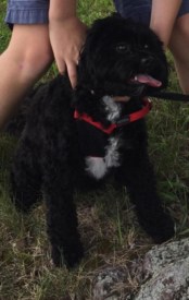 Black Dog Missing from Great Road Area in Princeton