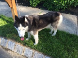 Dog Found in Ettl Farm in Princeton