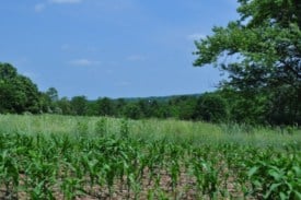 Somerset County closed on 4.5 acres this week that will be added to the Sourland Mountain Preserve. Photo by Lisa MacCollum, NJ Conservation Foundation.