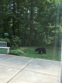 Black Bear Seen Friday at Acorn Glen in Princeton