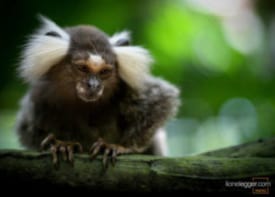 Princeton University Animal Research Program Passes Federal Inspection