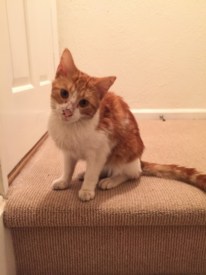 Cat Found Near Herrontown Woods