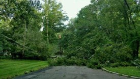 Tree Falls and Brings Down Utility Pole in Crooked Tree Lane Neighborhood