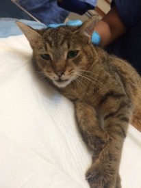 Cat Found on Stockton Street in Princeton
