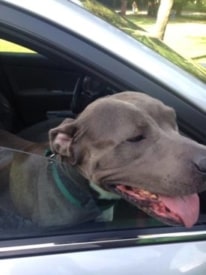 Dog Found on Rosedale Road in Princeton