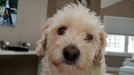 Perry the Dog Missing from Moore Street in Princeton