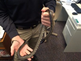 Interested in Adopting a Snake, Princeton Residents?