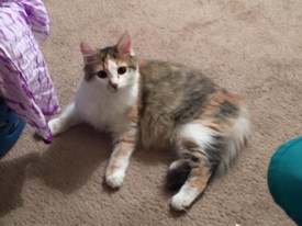 Cici the Cat Missing from Washington Oaks