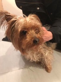 Yorkie found in Riverside neighborhood in Princeton