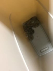 Boa constrictor found in Riverside Elementary School classroom in Princeton