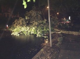 Saturday storm brought down trees, flooded some area roads