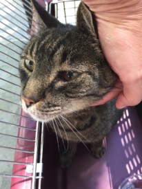 Cat found on Moore Street in Princeton