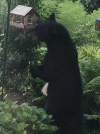 Update: Bear spotted near Hun School in Princeton on Monday