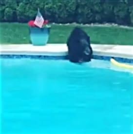 Video: Black bear takes a dip in Lawrenceville swimming pool