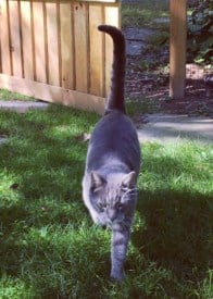 Chaos the cat missing from downtown Princeton