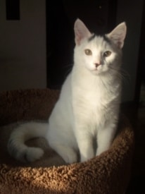 Remus the cat is missing in Princeton