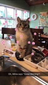 Jemima the cat is missing in Princeton