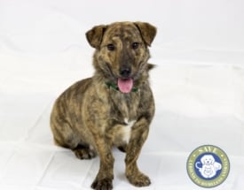 Pet Rescue of the Week: Johnnie