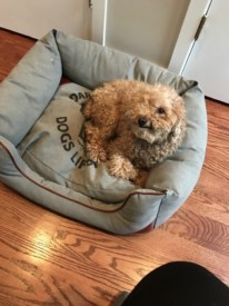 Dog found in Princeton