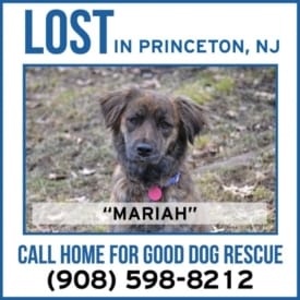 Have you seen Mariah the dog in the Princeton or Montgomery area?