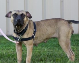 Pet Rescue of the Week: Daisy