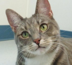 Pet Rescue of the Week: Daniella the cat