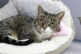 Pet Rescue of the Week: Porsche