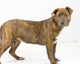 Pet rescue of the week: Hunter the dog
