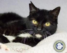 SAVE pet of the week: Meet Blizzard the cat
