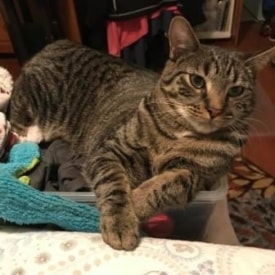 Pet rescue of the week: Meet Pine the cat
