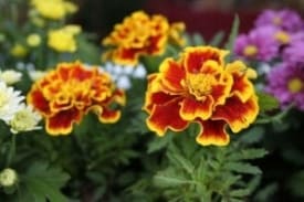 red and yellow american marigold flowers