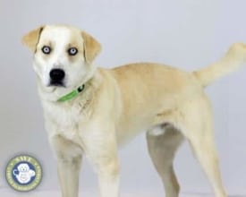 SAVE Pet of the Week: Whitley