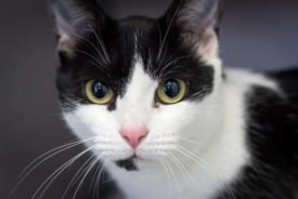 SAVE Pet of the Week: Meet Gloria